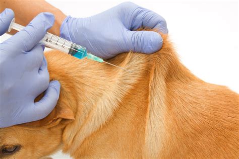 Vaccinera gammal hund